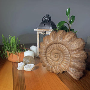 Ammonite Seramik Heykel