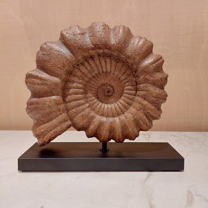 Ammonite Seramik Heykel