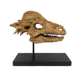 Pachycephalosaurus Seramik Heykel