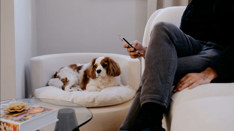 Pet Teddy Berjer, köpeğin kullandığı gerçek yaşam alanında - Chappal
