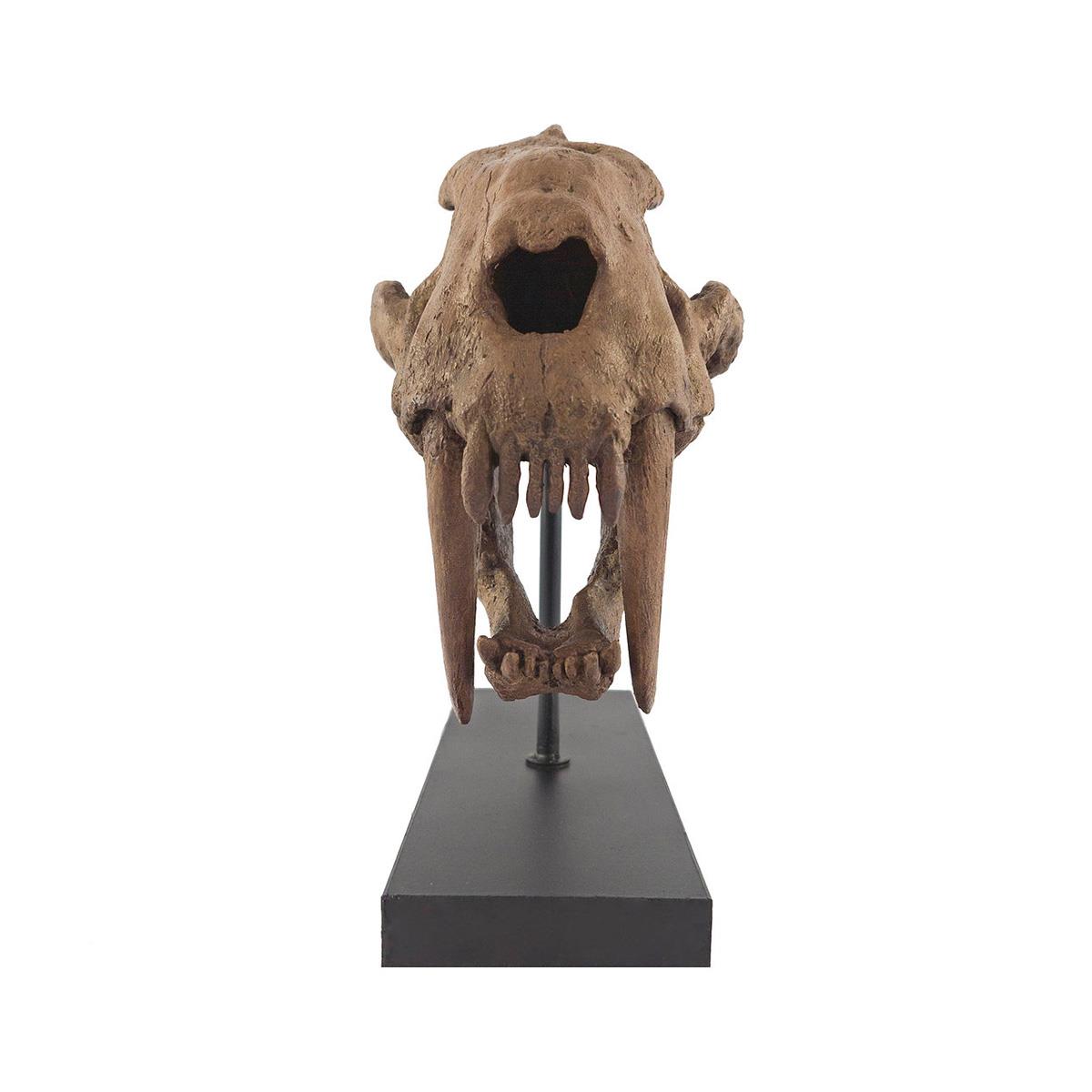 Sabertooth Seramik Heykel