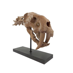 Sabertooth Seramik Heykel