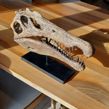 Spinosaurus Seramik Heykel
