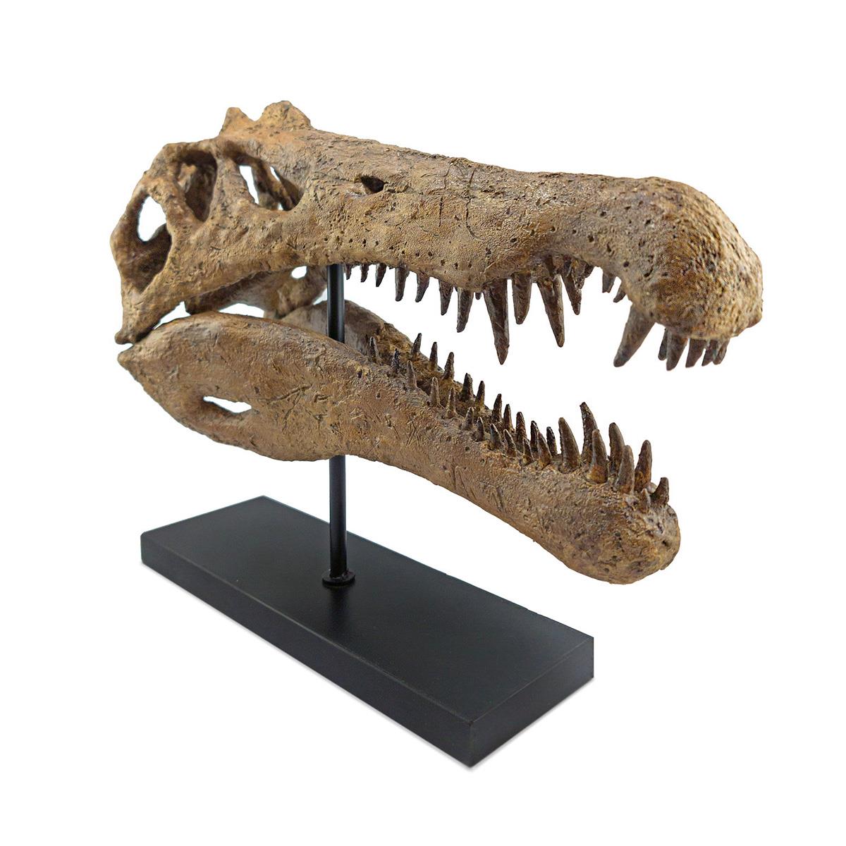 Spinosaurus Seramik Heykel