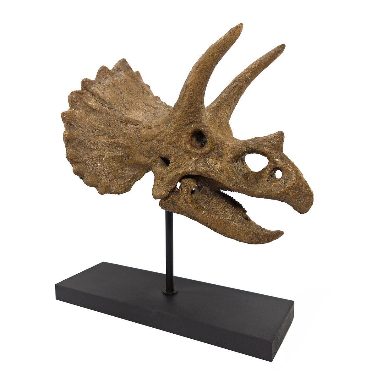 Triceratops (Omurgalı) Seramik Heykel