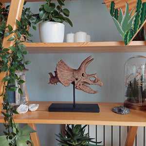 Triceratops (Omurgalı) Seramik Heykel