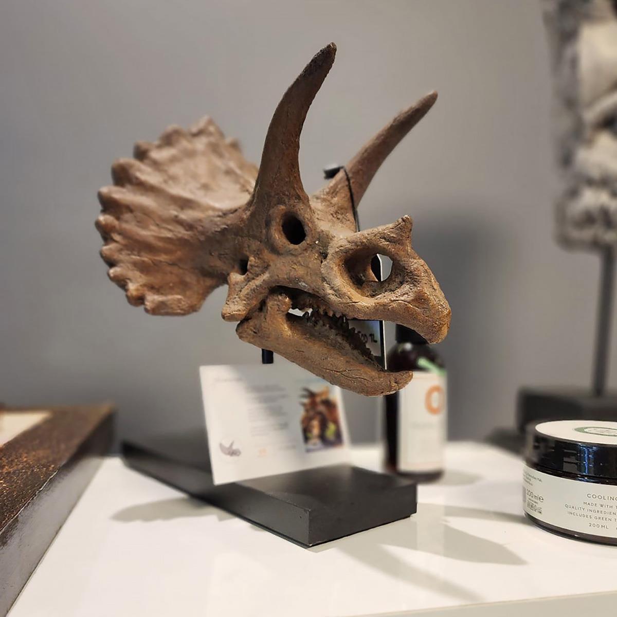Triceratops Seramik Heykel