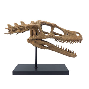 Velociraptor (Omurgalı) Seramik Heykel