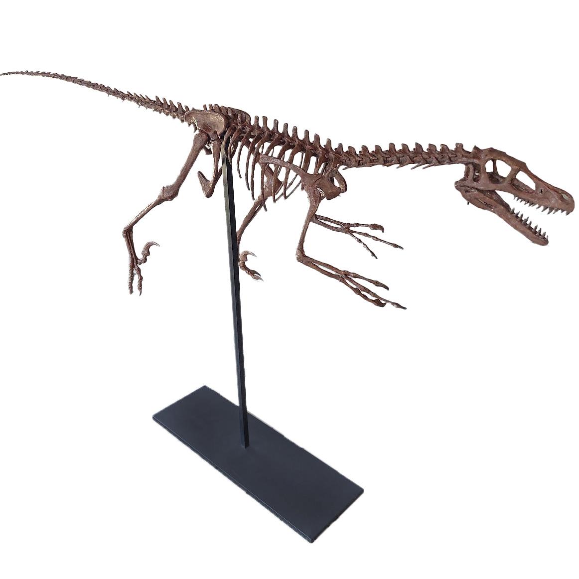 Velociraptor Tam İskelet Seramik Heykel