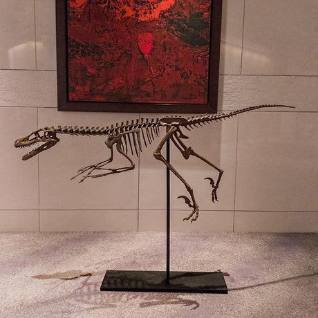 Velociraptor Tam İskelet Seramik Heykel