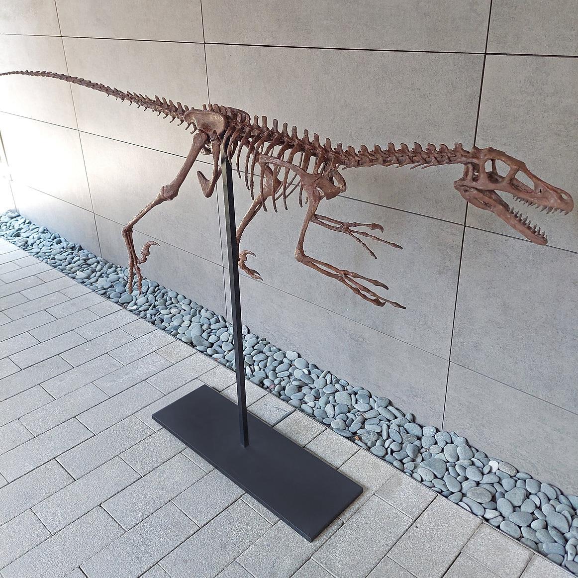 Velociraptor Tam İskelet Seramik Heykel