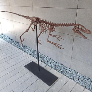 Velociraptor Tam İskelet Seramik Heykel