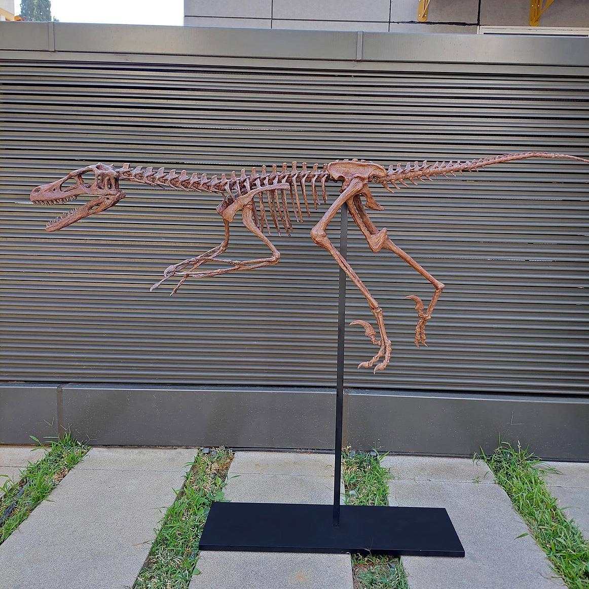 Velociraptor Tam İskelet Seramik Heykel