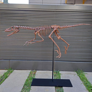 Velociraptor Tam İskelet Seramik Heykel