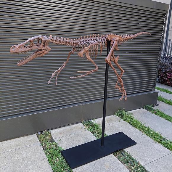 Velociraptor Tam İskelet Seramik Heykel